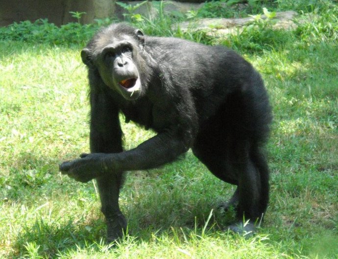 Los chimpancés también se dejan llevar por el ritmo de la música