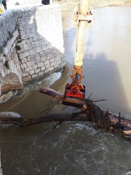 Retirada de troncos acumulados junto al río Pisuerga en Simancas.