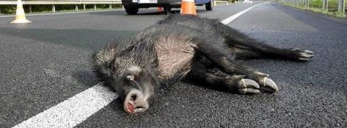 Jabalí herido en un accidente de tráfico.