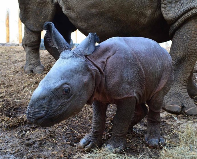 Duna, el ejemplar de rinoceronte blanco nacido en Terra Natura.