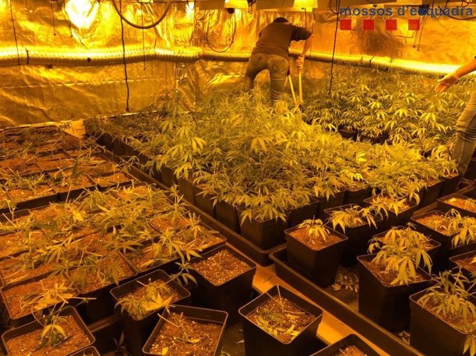 Plantació de marihuana desmantellada pels Mossos d'Esquadra.