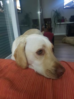 La Sociedad Protectora de Animales y Plantas busca vías legales para combatir los efectos que la pirotecnia tiene entre las mascotas.