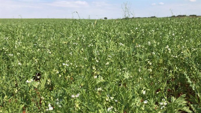 Junta abonará este lunes 1,8 millones a agricultores en zonas ZEPA cuyos expedie