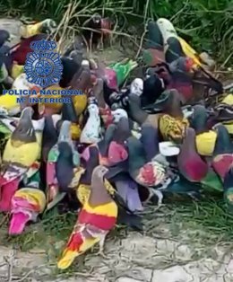 Policía Nacional recupera un vehículo y ocho palomos de competición valorados en 1.000 euros