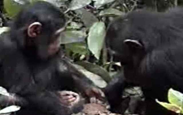 Chimpancé adiestrando a su cría