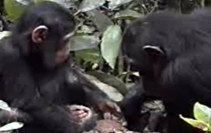 Los chimpancés enseñan activamente a sus crías en tareas complejas