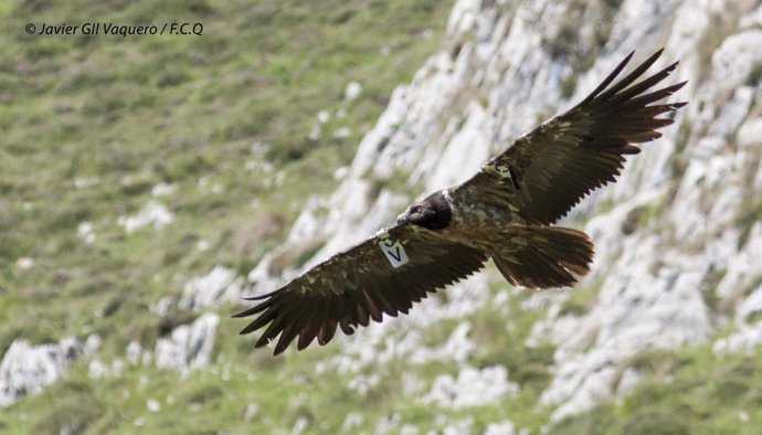 Jaén.- La Junta cuerda con Vulture Conservation Foundation la gestión del centro