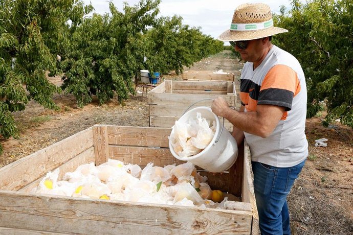 Trabajador del sector hortofrutícola en una imagen de archivo