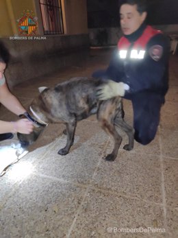 Perro rescatado en Palma en pánico tras los petardos de Nochevieja.