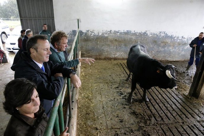 El consejero de Gandería, Guillermo Blanco, asiste a las pruebas de testaje de 26 ejemplares de razas tudanca y monchina