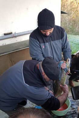 Desove de un salmón.