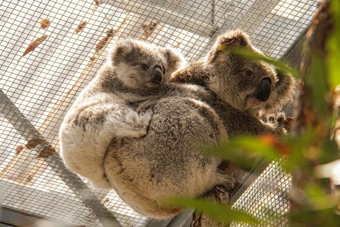 Koalas rescatados de los incendios de Australia