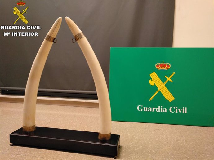 La Gurdia Civil intervé dos ullals d'elefant a Sabadell (Barcelona)