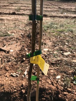 Diputación concede en 2019 más de 400.000 euros para apoyar la actividad ganadera y agraria alternativa al olivar.