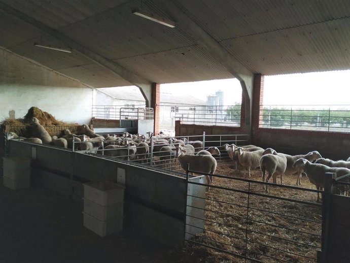 Ganado de ovejas