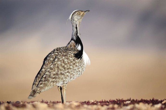 Ejemplar de la subespecie avutarda hubara