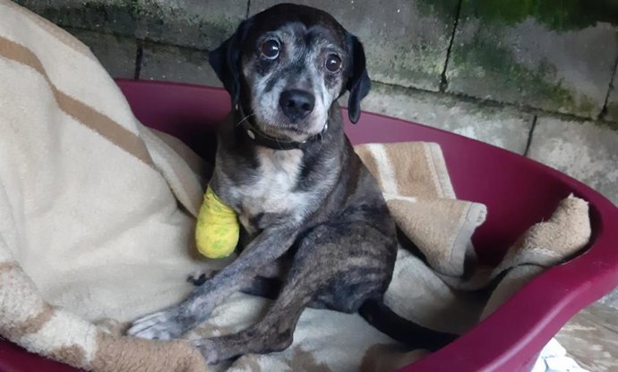 Investigado un vecino de Moaña (Pontevedra) acusado de amputarle una pata a su perro.