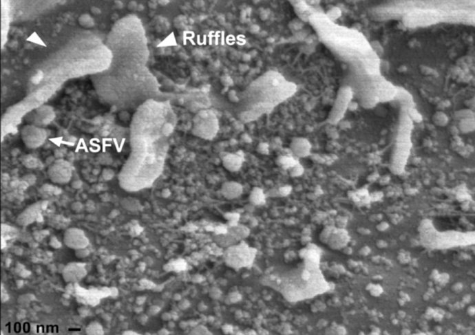 Virus de la peste porcina africana