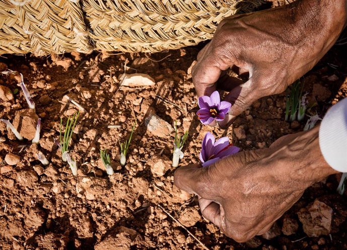 La obra 'Recogiendo la Flor', de Antonio Suarez Vega, gana el V Certamen de Fotografía sobre el azafrán.
