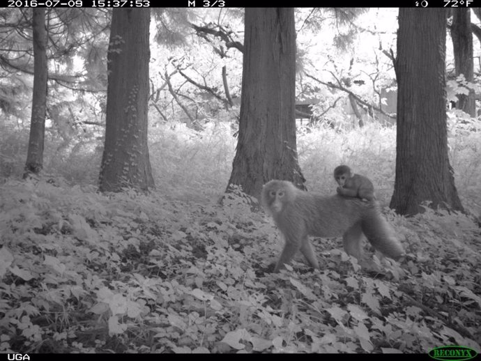 Macacos en los alrededores de Fukushima (Japón)