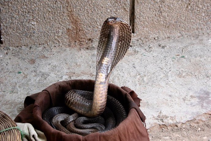 Secuencian el genoma de la cobra india para conseguir un antiveneno