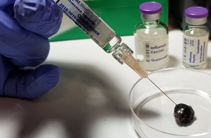 Inyección de una vacuna contra la gripe en un tumor de ratones