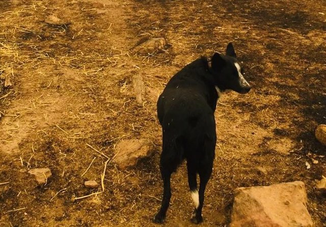 Patsy, el perro que salvó a un rebaño de ovejas de un muro de fuego en Australia