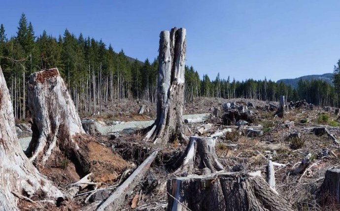Identifican un punto de no retorno en la deforestación 