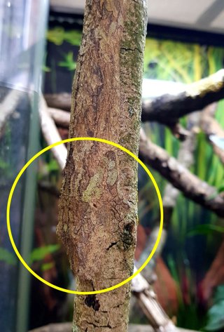 CATERS_CAMOUFLAGED_GECKOS_002