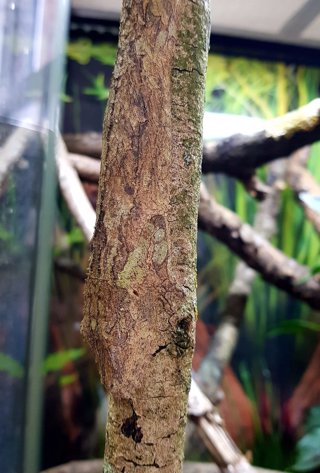 CATERS_CAMOUFLAGED_GECKOS_001