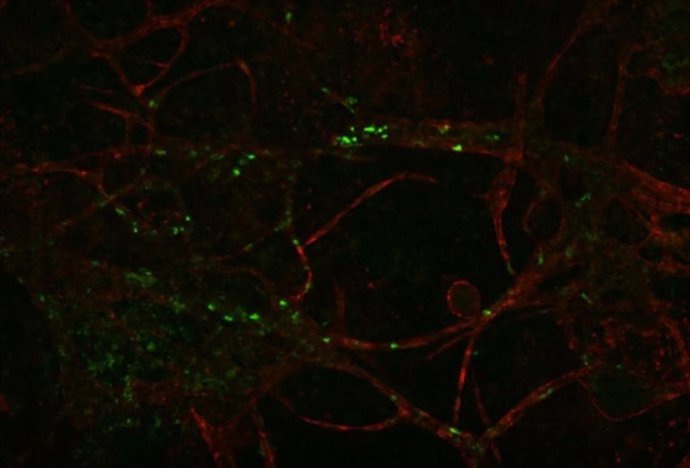 Las primeras células inmunes del cuerpo fueron diseñadas para que brillaran en verde cuando surgieran de las células madre. Estas células verdes pueden verse migrando a lo largo de los vasos sanguíneos. Más tarde, poblaron el timo, el vivero de células T