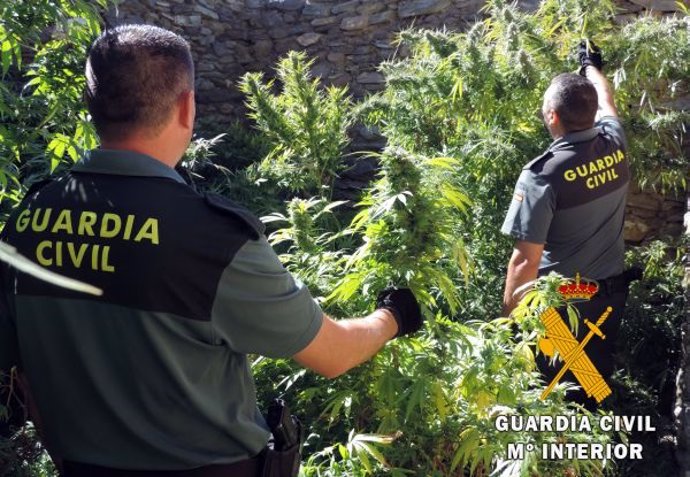 Agentes de la Guardia Civil intervienen una plantación de marihuana