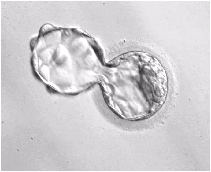 Observan por primera vez un gen clave que controla el desarrollo embrionario
