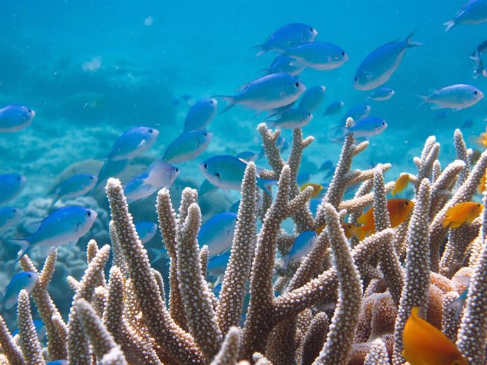 La acidificación del océano no perjudica a los peces de coral