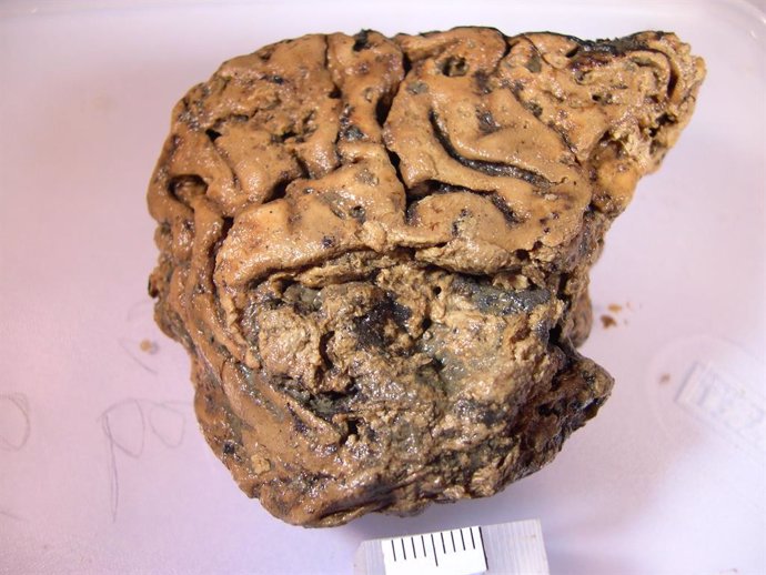 Explicación al cerebro humano preservado en lodo 2.600 años