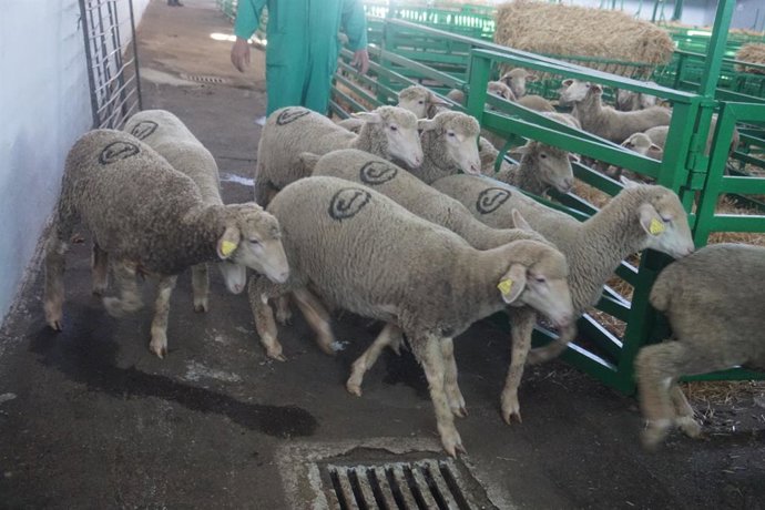 Turismo.- Zafra (Badajoz) presentará en Fitur 2020 el cartel de su próxima Feria