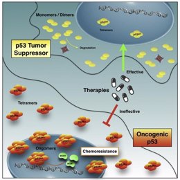 Comparación entre la respuesta de las células tumorales a la quimioterapia sin mutación de p53 (células superiores) y de la mutación de p53 (células inferiores)