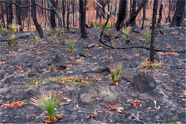 Las fotografías de la esperanza muestran cómo la flora se abre paso en el bosque quemado tras los incendios forestales de Australia
