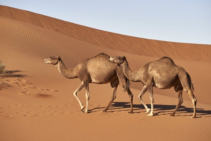 Australia.- Miles de camellos salvajes serán sacrificados en Australia a causa d