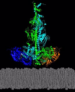 Modelo de investigadores de la UNH del complejo activado del dímero PDE6 (verde y cian) con dos subunidades de transducción (azul y naranja) asociadas con la membrana del fotorreceptor.
