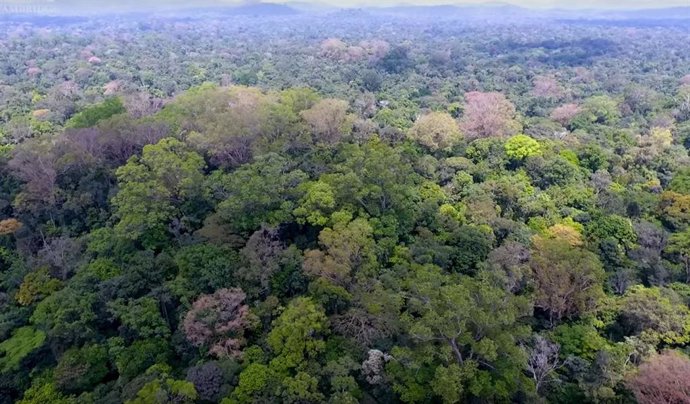 La Amazonía brasileña registró cerca de 90.000 focos de incendio en 2019