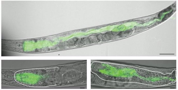 Caenorhabditis elegans'.