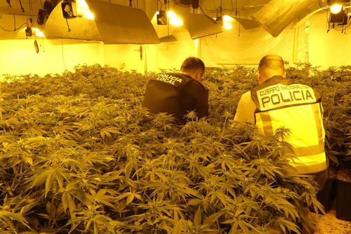Un operativo conjunto de la Policía Nacional y la Policía Local consigue desmantelar varias plantaciones de marihuana en la localidad de Elche