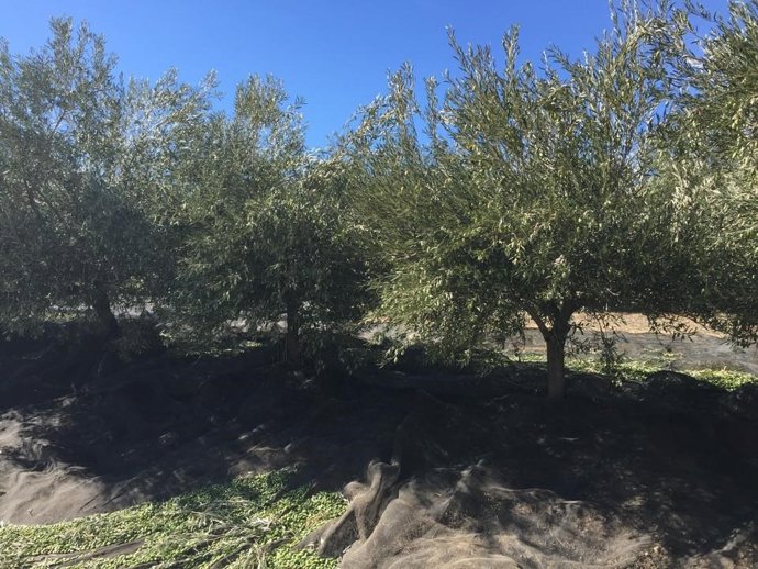 El inmigrante temporero falleció mientras recogía aceituna en una finca de Pozo Alcón