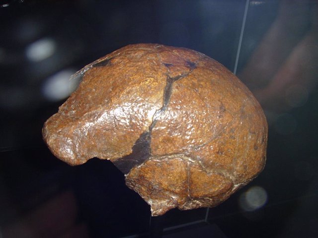 Cráneo de Homo Erecturs encontrado en Sangiran
