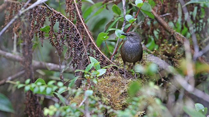 Diez nuevas especies de aves descubiertas en unas islas de Indonesia
