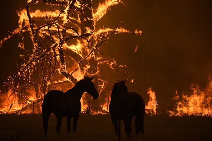 Un incendi forestal a l'estat de Nova Galles del Sud a finals de desembre del 2019
