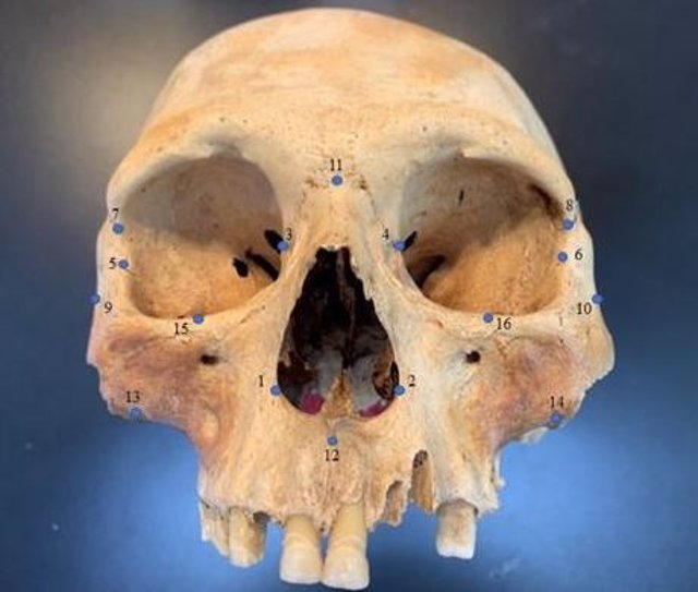 Cráneo de un caribe