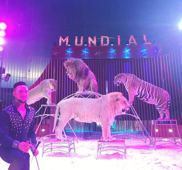 Imagen de un espectáculo con tigres y leones del Gran Circo Quirós.