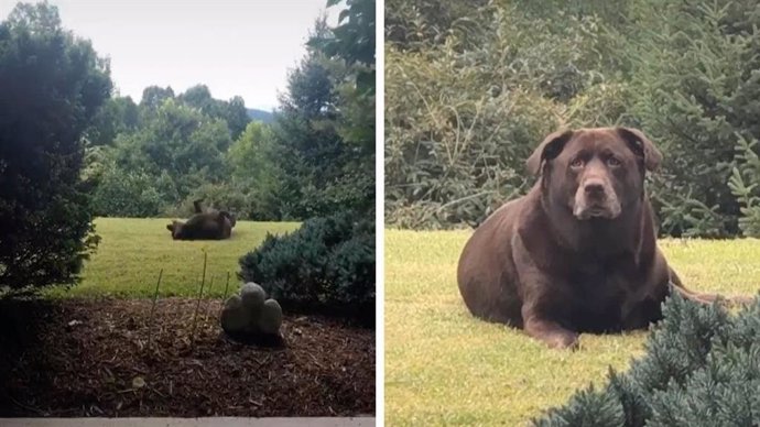Internet confunde a este perro con un oso pardo